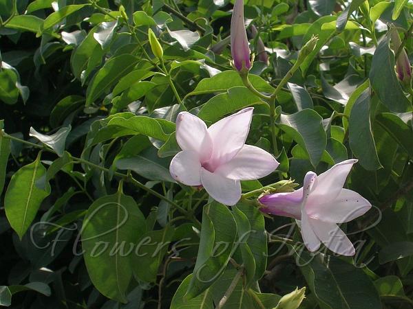 Rubber Vine